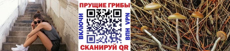 Псилоцибиновые грибы GOLDEN TEACHER  гидра ТОР  Венёв 